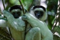 Verreaux sifaka lemur Propithecus verreauxi Ã¢â¬â portrait, Madagascar nature Royalty Free Stock Photo